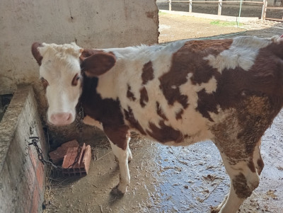 animaux-de-ferme-2-genisses-chorfa-bouira-algerie