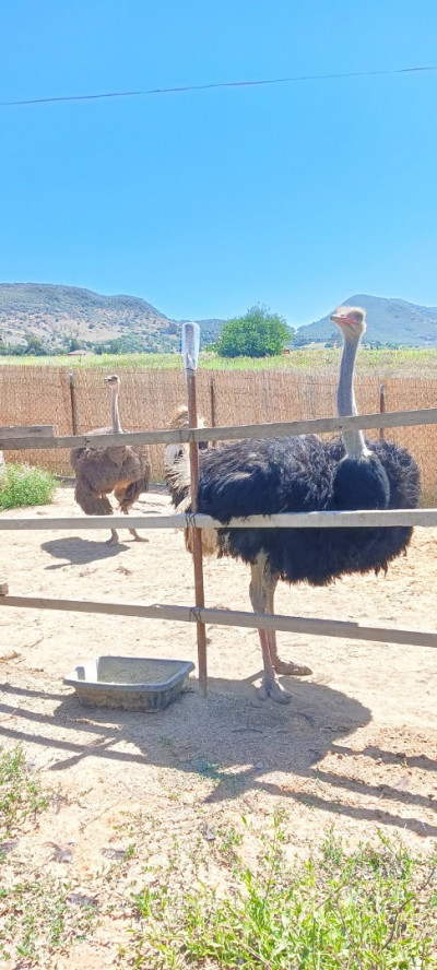 animaux-de-ferme-autruche-نعام-tipaza-algerie