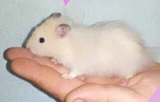 autres-animaux-hamster-bab-ezzouar-alger-algerie