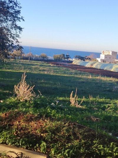 terrain-agricole-vente-tipaza-bou-ismail-algerie