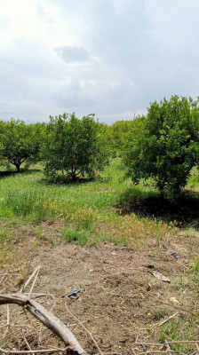 farmland-sell-tipaza-chaiba-algeria