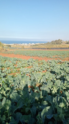 farmland-sell-tipaza-fouka-algeria