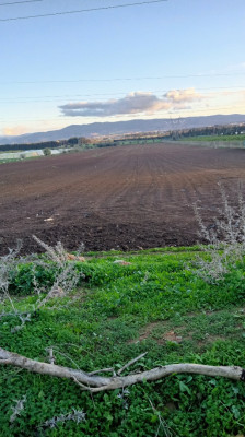 Vente Terrain Agricole Tipaza Sidi rached