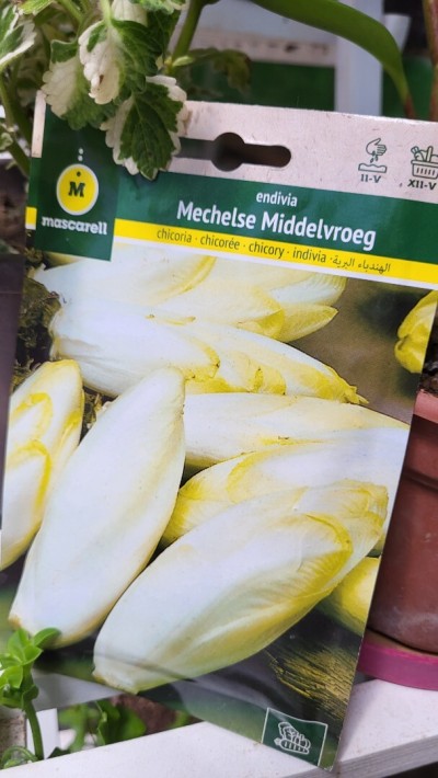 Endives الهندباء