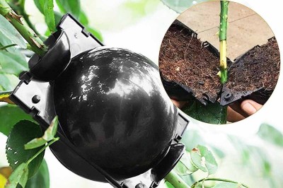 Boules de marcottage