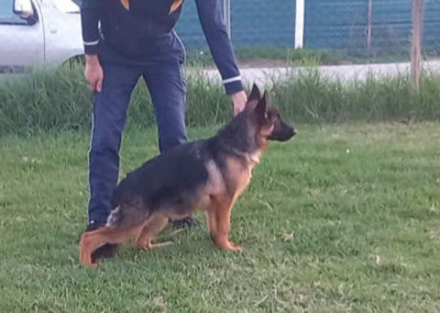 chien-chiot-berger-allemand-pedigree-male-rouiba-alger-algerie