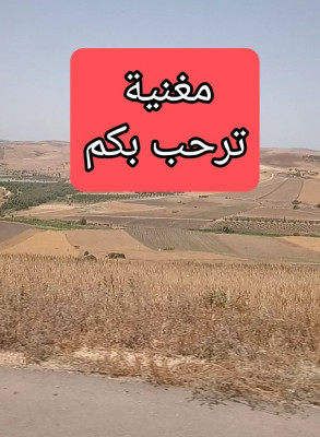 terrain-agricole-echange-tlemcen-maghnia-algerie