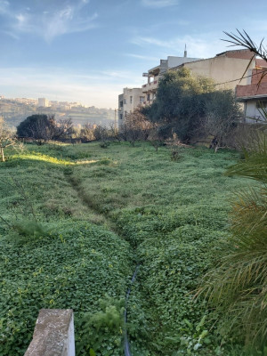 terrain-vente-tipaza-kolea-algerie