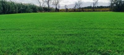 Espace vert et jardinage