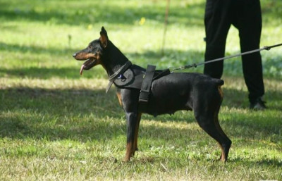 chien-dressage-professional-sidi-bel-abbes-algerie