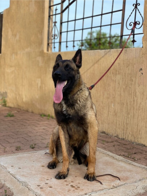 chien-berger-mal-malinois-sidi-rached-tipaza-algerie