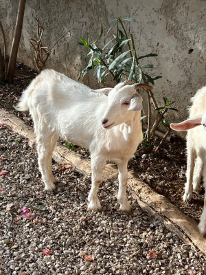 animaux-de-ferme-chevre-draria-alger-algerie