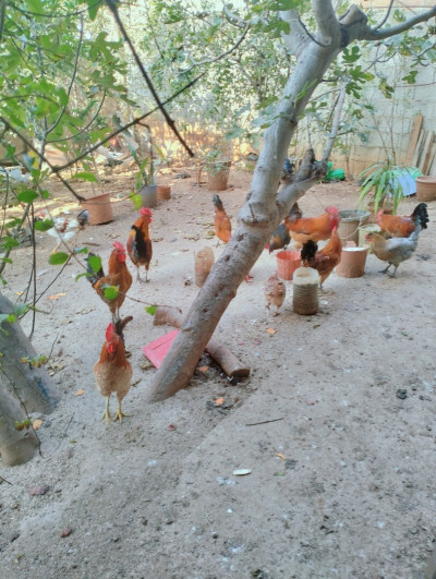 animaux-de-ferme-دجاج-عرب-les-eucalyptus-alger-algerie