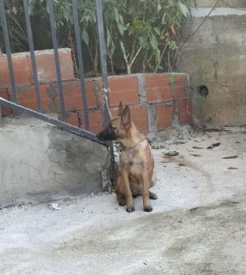 chien-femmel-malinois-tizi-ouzou-algerie