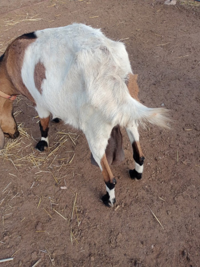 animaux-de-ferme-برج-الكيفان-bordj-el-kiffan-alger-algerie