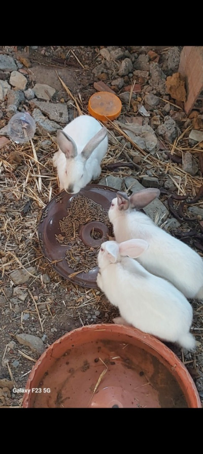 animaux-de-ferme-lapin-californie-azeffoun-tizi-ouzou-algerie