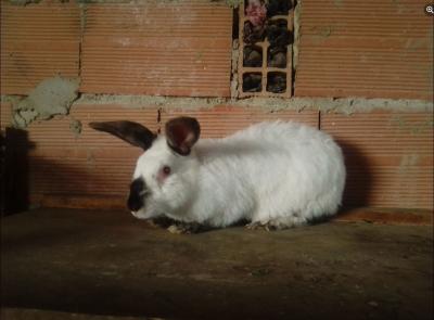حيوانات-المزرعة-lapin-ارنب-السحاولة-الجزائر