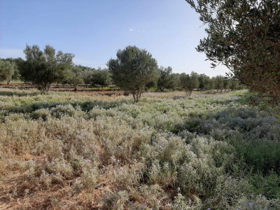 terrain-agricole-vente-oran-misseghine-algerie