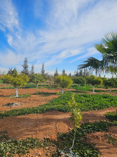 terrain-agricole-vente-oran-misseghine-algerie