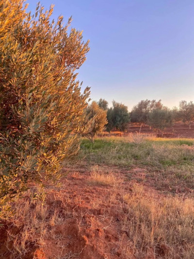 terrain-agricole-vente-ain-temouchent-algerie