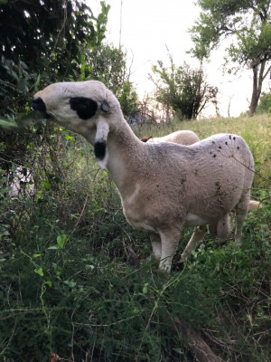 animaux-de-ferme-mouton-tizi-ouzou-algerie