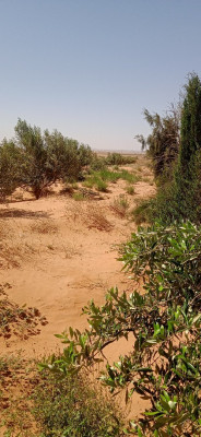 terrain-agricole-vente-djelfa-benhar-algerie