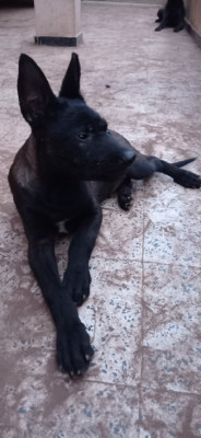 chien-malinois-deux-chiots-bleu-mexicain-males-2-mois-oran-algerie