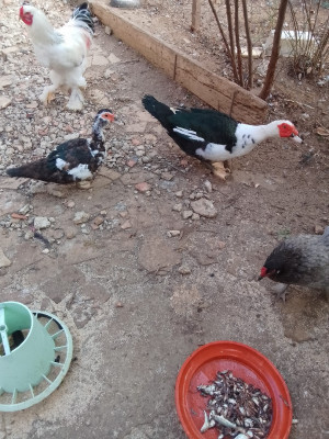 viandes-poissons-poulet-brahma-cherchell-tipaza-algerie