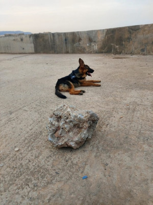 dog-echange-chien-kouba-algiers-algeria