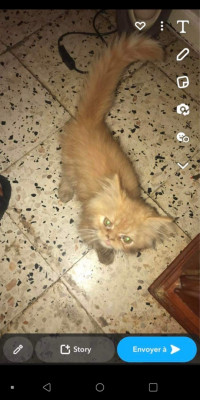 cat-chat-persan-age-de-03-mois-hussein-dey-algiers-algeria