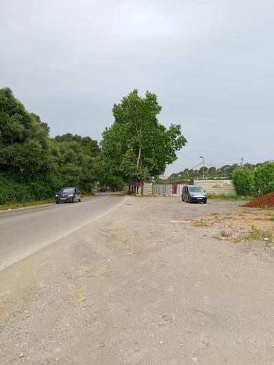 Vente Terrain Tipaza Kolea