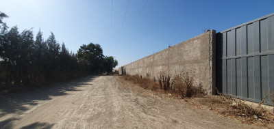 terrain-vente-blida-boufarik-algerie