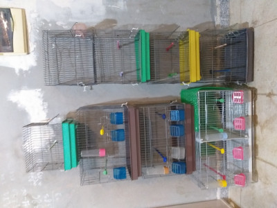 accessoire-pour-animaux-cages-oiseaux-saoula-alger-algerie