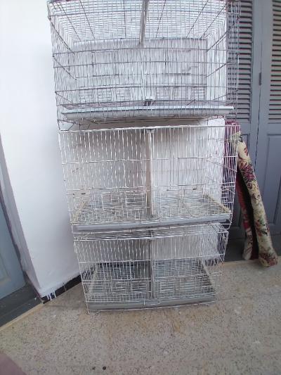 oiseaux-cages-separation-sidi-mhamed-alger-algerie