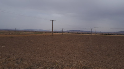 terrain-agricole-vente-sidi-bel-abbes-sfissef-algerie