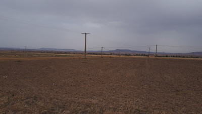 farmland-sell-sidi-bel-abbes-sfissef-algeria