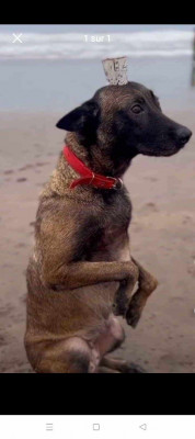 dog-chien-malenois-sidi-ali-mostaganem-algeria