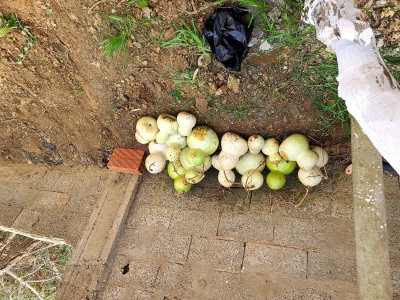 fruits-legumes-قرورة-جافة-alger-centre-algerie