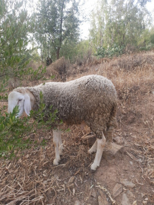 autre-كبش-للبيع-الله-ابارك-في-تيزي-وزو-ouaguenoun-tizi-ouzou-algerie