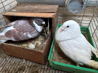 autres-animaux-pigeons-حمام-bir-mourad-rais-alger-algerie