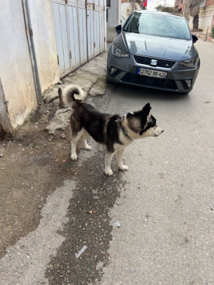 dog-chien-husky-bou-ismail-tipaza-algeria