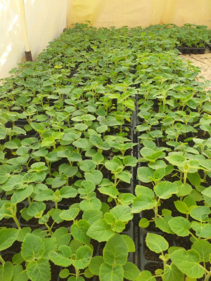 plantes-et-fleurs-plant-de-paulownia-berriane-ghardaia-algerie