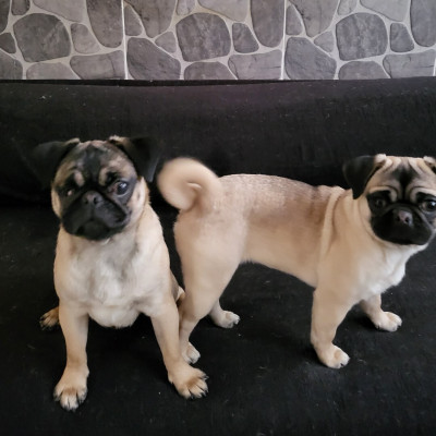 chien-chiot-carlin-pug-ain-benian-alger-algerie