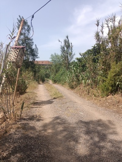 بيع أرض فلاحية تيبازة القليعة