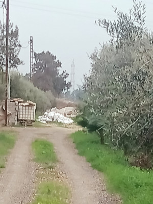 terrain-agricole-vente-tipaza-kolea-algerie