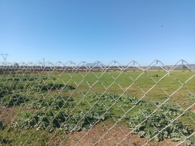 Vente Terrain Agricole Tipaza Ahmar el ain