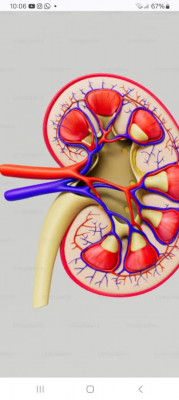 medecine-sante-medecin-nephrologue-ain-naadja-alger-algerie