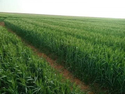terrain-agricole-vente-bordj-bou-arreridj-algerie