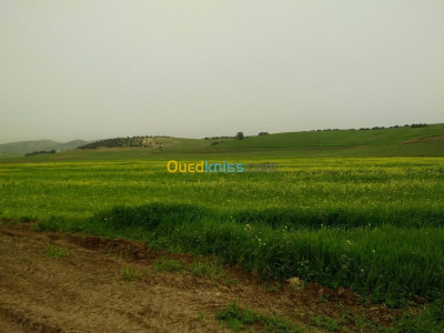 terrain-agricole-vente-oran-algerie