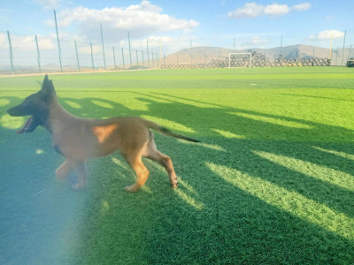 chien-ملينوا-كلسيك-bouira-algerie